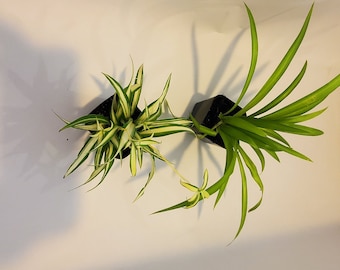 2in pots of green spider plant and variegated spider plant