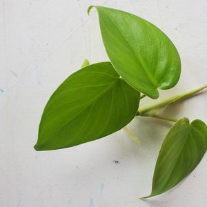 lemon and lime pothos (epipremnum aureus) cutting