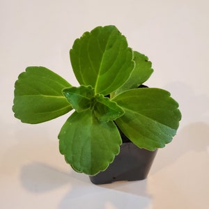 Mexican Mint 2in pot