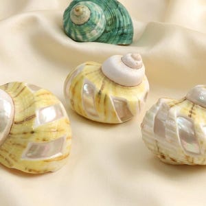 Adorable pomo de latón con forma de concha, pomo para cómoda de cocina, pomo de herraje para muebles grabado a medida, tirador para cajón de habitación infantil, tirador para armario.