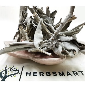 White Sage | Ceremonial | Salvia apiana | Botanical | Natural | Herbal | Dried Herbs | Puriify | Rituals | Wildcrafted