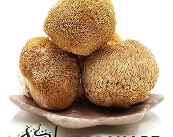 Cogumelo Juba de Leão | Hericium erinaceus | Cogumelo inteiro seco para chá, culinária e uso botânico