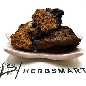 Cogumelo Chaga | Inonotus obliquus Cogumelo Chaga Colhido Selvagem - Herbal Brewing and Wellness