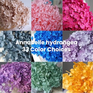 May include: A collage of nine clusters of Annabelle hydrangea flowers in various colors including beige, light pink, magenta, slate blue, bright blue, lavender, purple, mint green, and yellow, with the text Annabelle hydrangea 33 Color Choices.