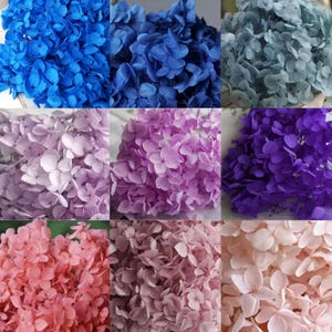 Hortensias Anna stabilisés (5 g, 10 g, 20 g), hortensias éternels, centre de table à faire soi-même, décoration florale pour la maison, fournitures pour bijoux en résine