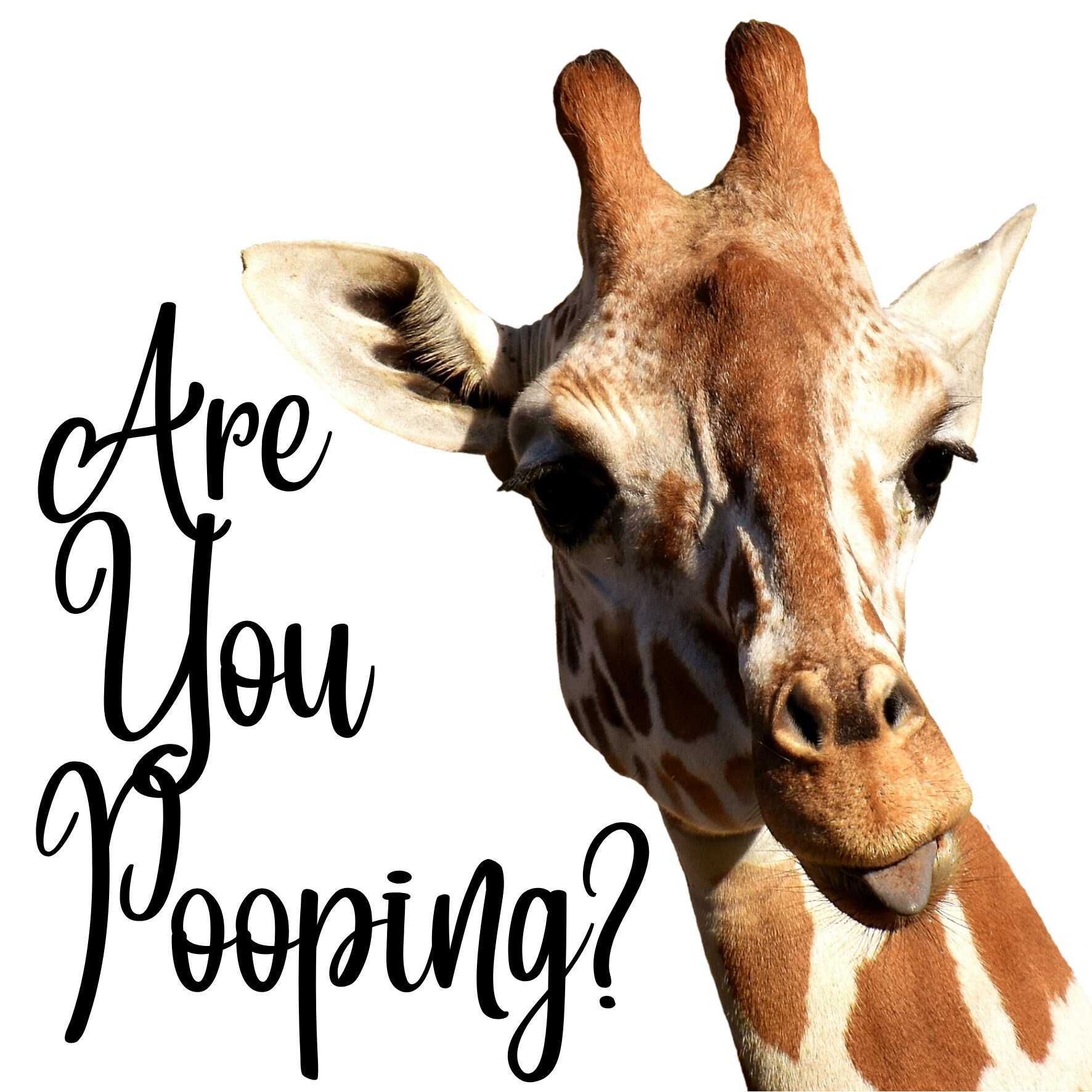 Toilet Paper Sublimation Design, Sweary, Profanity, Curse Word, Gift