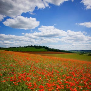 Poppies in full blossom – a magical Wiltshire view to remember.