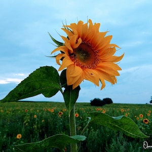 Póster de campo de girasoles – Impresión digital de floración estival | Arte mural de flores amarillas en primer plano | Descarga de fotografía botánica