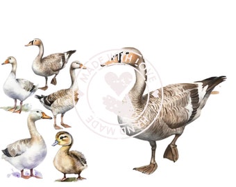 Goose Clipart Bundle: Farm Animal Graphics (Digital Download)
