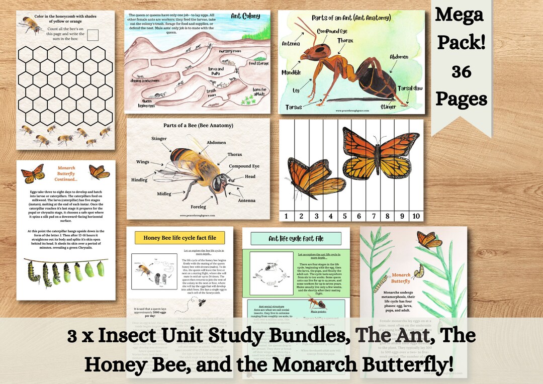MEGA Insect Bundle. 3 X Montessori Style Nature Unit Study