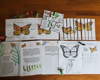May include: A set of printable educational worksheets about the monarch butterfly life cycle. The worksheets include a diagram of the butterfly's anatomy, a life cycle chart, a coloring page, and an alphabet tracing activity.