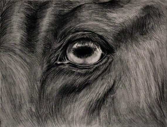 Horse Eye Pencil Drawing Print - Etsy Australia