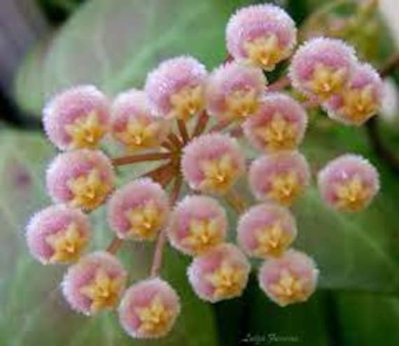 Hoya obscura