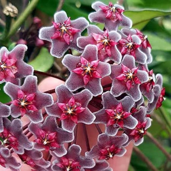 Hoya pubicalyx cv Red Buttons