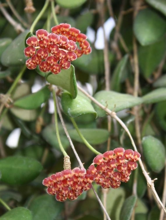 Hoya bilobata