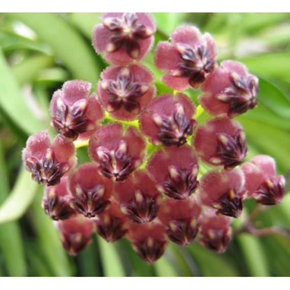 Hoya kentiana