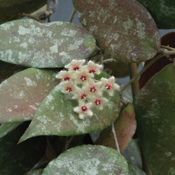 Hoya caudata