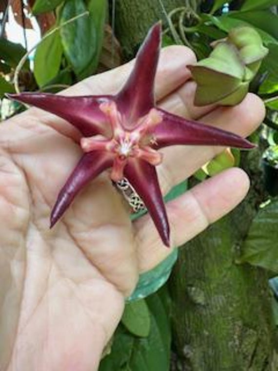 Hoya liddleana