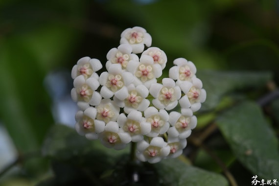 Hoya rotundiflora