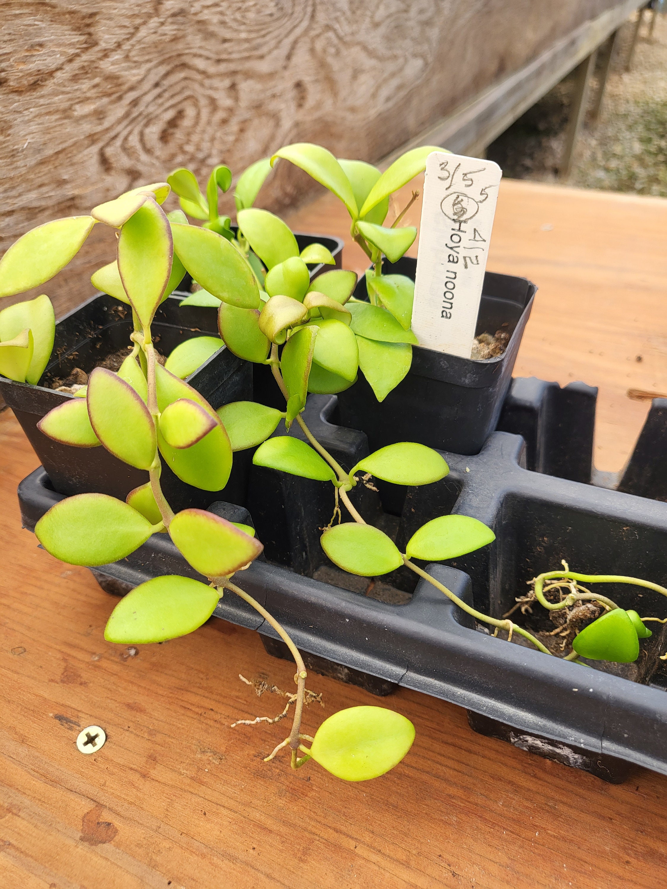 Hoya 'Noona' – Unsolicited Plant Talks