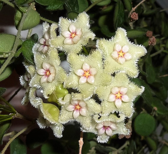 hoya serpens