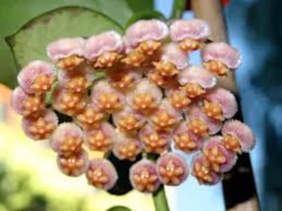 Hoya Sunrise