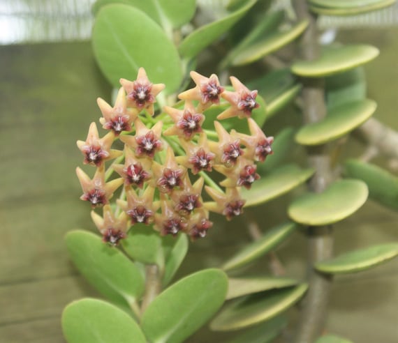 Hoya cummingiana