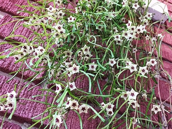 Hoya retusa