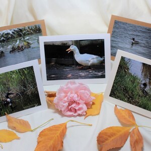 Waterfowl 1 Notecard Collections Set of 5 Blank Notecards