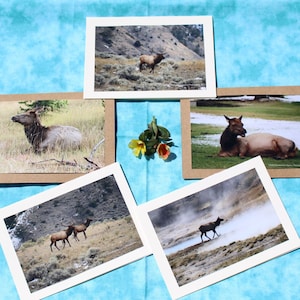 Yellowstone National Park Elk Notecards Set of 5 Blank Notecards