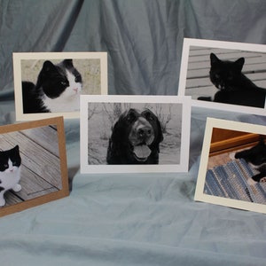 Two Cats and Their Dog Notecard Collection Set of 5 Blank Notecards