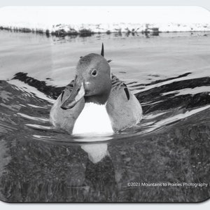 Smiling Pintail Mousepad