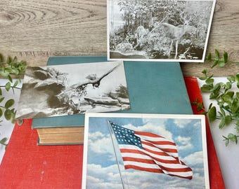 Vintage Postcard Trio – Field Museum Dioramas & Old Glory Flag