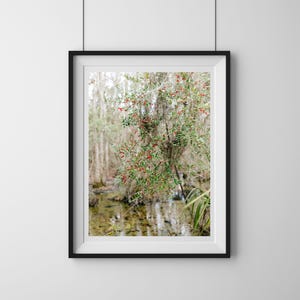 Holly Berry Tree at Magnolia Plantation and Gardens - Lowcountry Landscapes, Charleston SC Photo Print, Lowcountry Art Wall Print