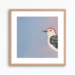 Red Bellied Woodpecker Bird Art Print