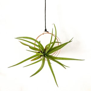 Air Plant Holder | Wall Hanging | Handmade | Copper Wire