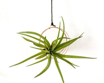 Air Plant Holder | Wall Hanging | Handmade | Copper Wire