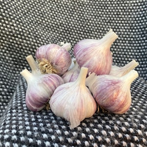 Fresh Montana Garlic - Paradise Red
