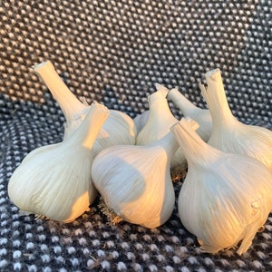 Fresh Montana Garlic- Montana 100 Year
