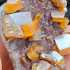 May include: Close-up of a mineral specimen featuring vibrant orange wulfenite crystals. The crystals are blocky and translucent, contrasting with the dark, reddish-brown matrix. The specimen is a natural, geological formation.