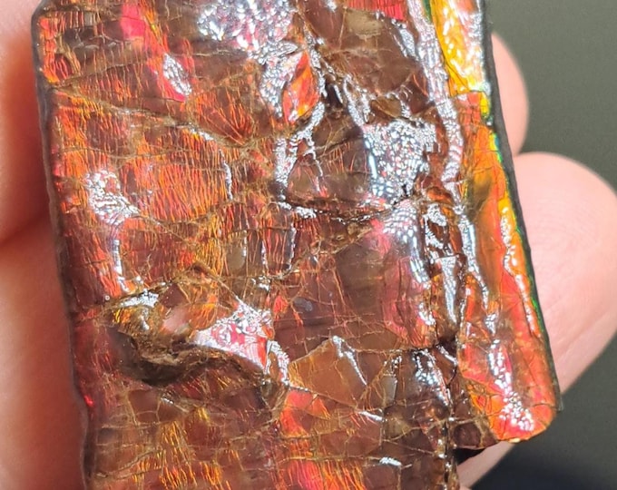 Ammolite