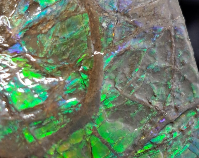 Ammolite