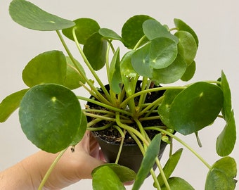 Pilea Peperomioides 'Chinese Money Plant'