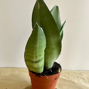 Sansevieria Trifasciata Moonshine Snake Plant, Mother&#39;s In Law Tongue in 5&quot; pot