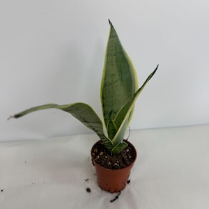 Sansevieria Trifasciata &#39;Silver Laurentii&#39;  snake plant in 2&quot; pot