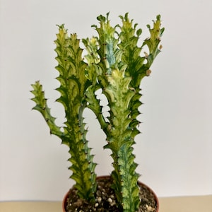 Euphorbia Trigona Variegated, African Milk Tree Plant in 5&quot; pot