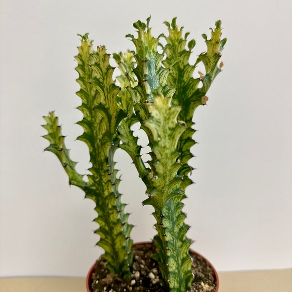 Euphorbia Trigona Variegated, African Milk Tree Plant in 5" pot