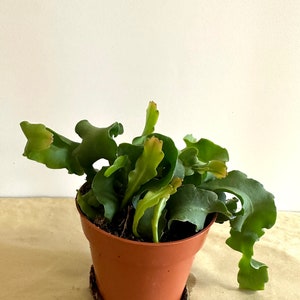 Epiphyllum (Curly Sue) Orchid Cactus  in 5&quot; pot