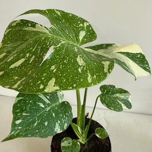 Monstera Thai Constellation Pot - Etsy