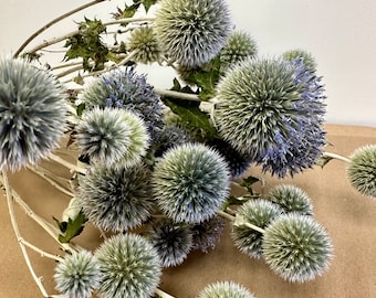 Echinops natural/cardo globo/relleno para ramo/manualidades DIY - 10 tallos